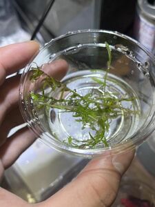 Rotala sp. Brahmaputra ADA Welcome day 2023 ロタラ 水草 原種 熱帯植物 珍草