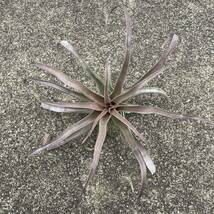 TILLANDSIA STREPTOPHYLLA `GIANT FORM` ティランジア ストレプトフィラ ジャイアントフォーム チランジア_画像2