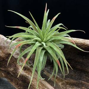 Tillandsia ionantha 'Ron' nutrition breeding stock ti Ran ji I o naan ta long chi Ran jia