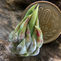 Tillandsia ionantha ‘Special Selection’ ‘ Nizanda’ T’ S TROPICALS ティランジア イオナンタ スペシャルセレクション チランジア_画像1