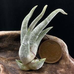 Tillandsia caput-medusae 'White Dwarf' ティランジア カプトメデューサ ホワイトドワーフ チランジア