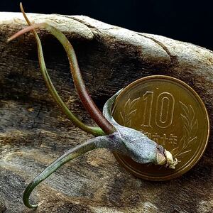 Tillandsia ‘紫炎’ bulbosa ティランジア ブルボーサ チランジア