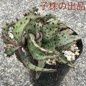 Aloe castilloniae アロエ カスティロニアエ 子株 強棘 スタッズ