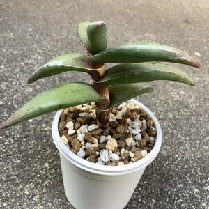 Aloe pearsonii アロエ ペアルソニー