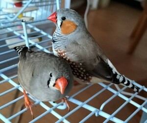 有精卵 食用 卵　錦花鳥　キンカチョウ　3個