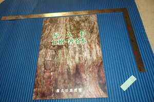 rarebookkyoto　F4B-504 屋久杉・巨樹・著名木　写真集　屋久杉自然館　2000年頃　名人　名作　名品