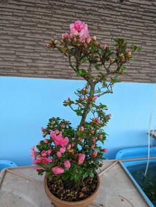  Rhododendron indicum небо звезда. Mai высота горшок от низа 55cm, ширина 30cm, глубина 30cm. 