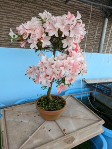  Rhododendron indicum Akira день .. высота горшок от низа 55cm, ширина 40cm, глубина 40cm. 