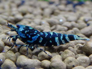 [BLESS] finest quality blue Zeus shrimp 3 pcs set 