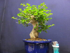 ***. legume bonsai > smell maple super futoshi .> shohin bonsai * bending attaching old ...*** height of tree 15cm bonsai maple smell maple bending attaching very thick . shohin bonsai 