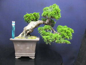 ***. legume bonsai > thread fish river genuine Kashiwa very thick .>. manner bonsai * pattern tree old ...*** height of tree 20cm bonsai genuine Kashiwa pine thread fish river genuine Kashiwa bending attaching . manner shohin bonsai 