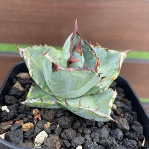 500粒程度 アガベ チタノタ ドワーフ 種子 Agave titanota dwarf 実生