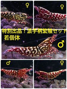  special exhibition!ROYAL red Galaxy . hand pattern high grade . individual breeding set! *2 *3 shipping day 26 day RED GALAXY