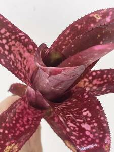 Billbergia 'Hula Auwana' ビルベルギア フラ アウワナ タンクブロメリア