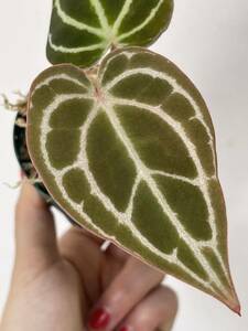 Anthurium crystallinum silver Anne abrasion um Chris talinam silver Anne s dragon m