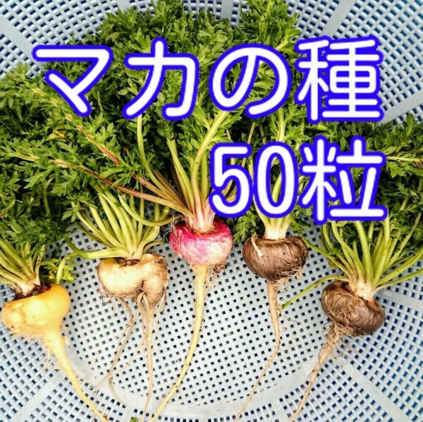 マカの種 50粒