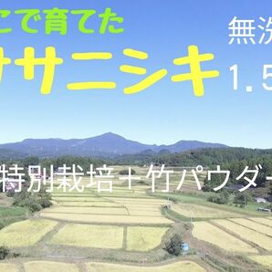 【R5年産】農家直送 みやぎのササニシキ　無洗米1.5kg