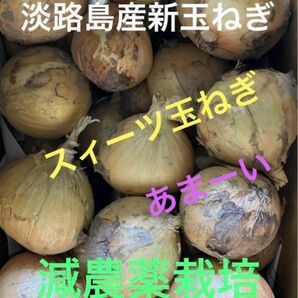 淡路島産新玉ねぎ　減農薬栽培　スィーツ玉ねぎ　七宝　早生　ちょっと訳あり　箱込み5キロ以上