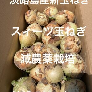 淡路島産新玉ねぎ　早生　七宝　スィーツ玉ねぎ　減農薬栽培　箱込み11キロ　秀品　健康　血液サラサラ 農家直送