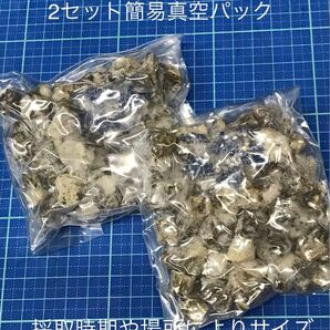 ２セット　フジツボ塩漬　クロダイ釣り　ヘチ釣り　落とし込み