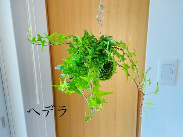 ヘデラ"ライトフィンガー"の苔玉　　 観葉植物