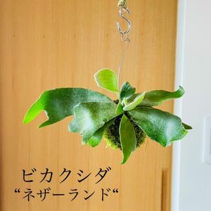 ビカクシダの苔玉　 コウモリラン　ビフルカツム