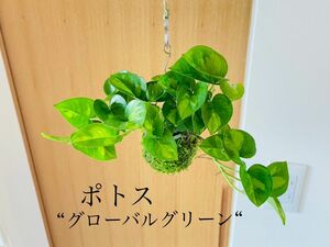 ポトス"グローバルグリーン"の苔玉　観葉植物