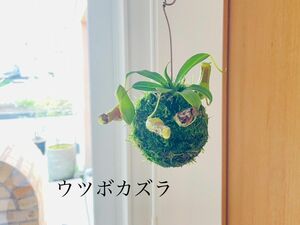 ウツボカズラの苔玉　 食虫植物　 ネペンテス　ベントラータ