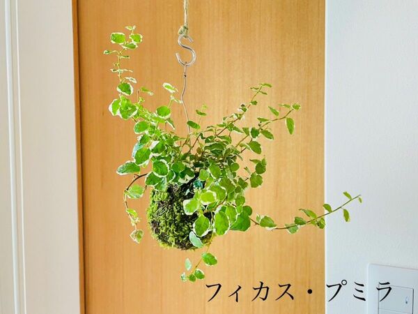 フィカスプミラの苔玉　ハンギング　観葉植物