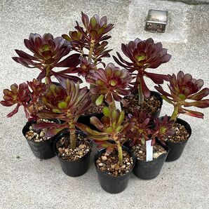 多肉植物　黒法師　抜き苗　3ポット　6cmポット7.5cmポットに植えてます　大中小ミックスで発送致します