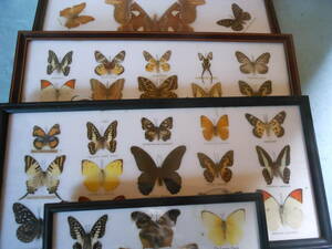 * insect specimen butterfly . butterfly amount entering *4 point 