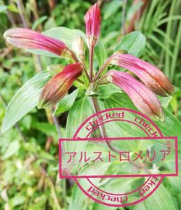 アルストロメリア　原種　赤　球根　ガーデニング　花　植物