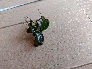 ブセファランドラ　チタニウム　Bucephalandra sp. Titanium　水中葉　子株