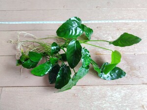 アヌビアス バルテリー Anubias barteri　斑入り　大株