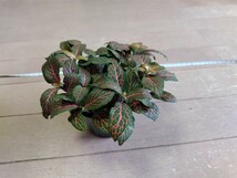 フィットニア　レッド　アミメグサ 抜き苗2株　　パルダリウム、テラリウム、観葉植物_画像3