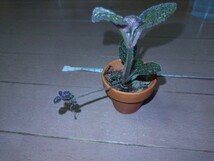 エピスシア　クプレアータ　増殖株　観葉植物　パルダリウム　テラリウム_画像7