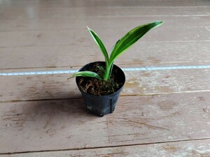 おもと　 万年青　群雀系　鉢植え