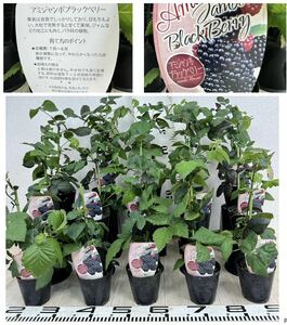 [ami jumbo BlackBerry seedling 15 pot set 3.5 number reality goods free shipping ]