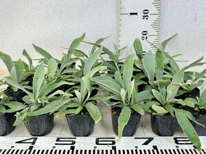 [ Platycerium * staghorn fern * Bay chi-~ 3 number 23 stock set reality goods free shipping ]