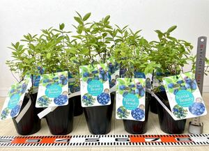 [ is s cup seedling honey Berry (bo Real byu tea *bo rare ruby -stroke *. Real Blizzard )15 pot set 4 number reality goods free shipping ]