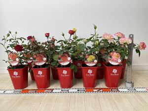 [ rose rose tu Roo Bloom MIX regular goods 3.5 number 10 pot set large . winning goods kind reality goods free shipping ]