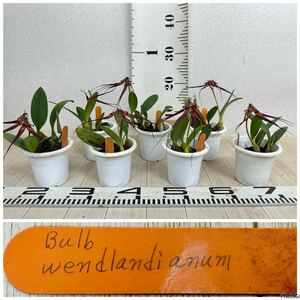 【Bulb.wendlandianum　バルボフィラム ウェンドランディアナム　3号　7鉢セット　現品　送料無料】