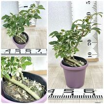 【シェフレラ・ムーンドロップ Schefflera arboricola Moondrop　6鉢セット　4.5号　現品　送料無料】_画像8