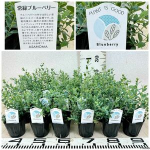 [ evergreen blueberry silver group 24 stock set 3 number pot reality goods free shipping ]