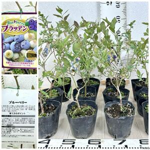 [ blueberry seedling blaten4.5 number 12 pot set reality goods sale free shipping ]