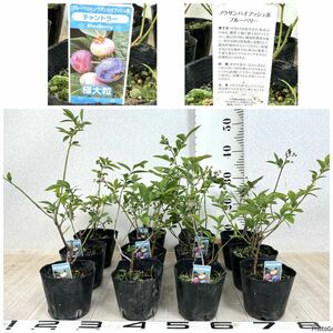 [ blueberry seedling Chandler 4.5 number 12 pot set reality goods sale free shipping ]