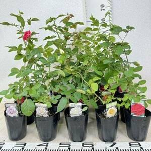 [ rose seedling hybrid tea MIX HT 15 stock 4 number connection tree reality goods free shipping ]