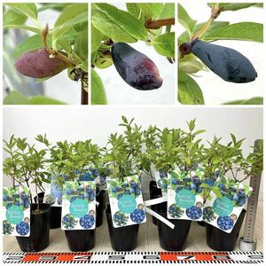 [ is s cup seedling honey Berry (bo Real byu tea *bo rare ruby -stroke *. Real Blizzard )15 pot set 4 number reality goods free shipping ]