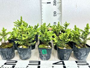 [2.ezomatsu seedling white ..... pine 2.5 number pot 20 pot set reality goods free shipping ]