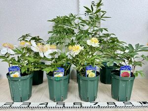 【5.芍薬　シャクヤク　MIX　8株セット　5号　現品販売　送料無料】